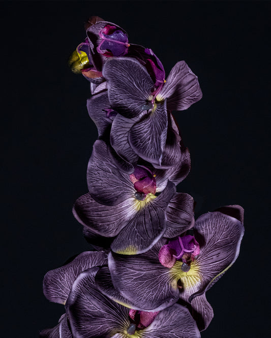 ARNS Orchid Dropped T