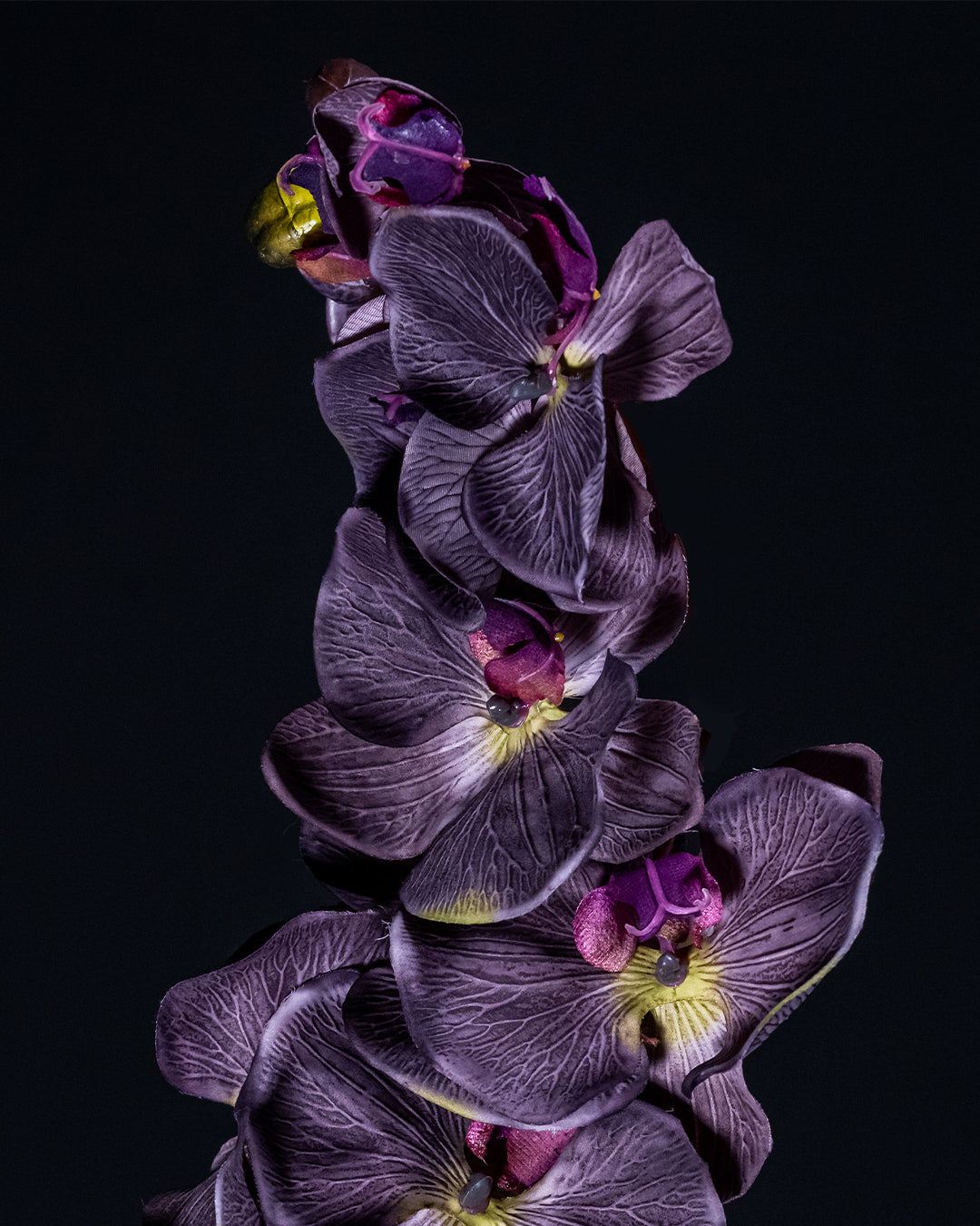 ARNS Orchid Dropped T